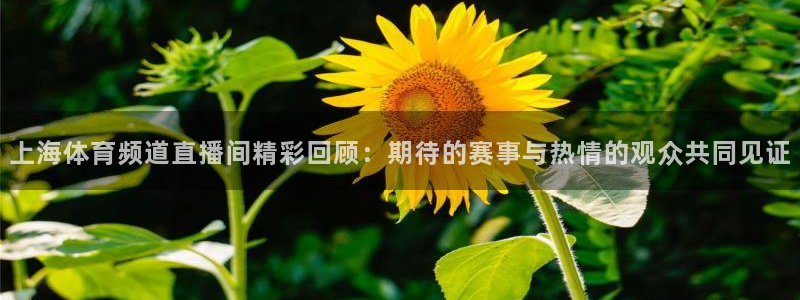 上海体育频道直播间精彩回顾：期待的赛事与热情的观众共同见证