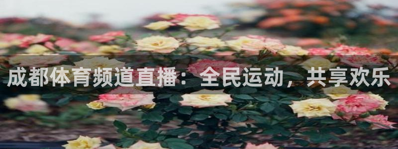 成都体育频道直播：全民运动，共享欢乐