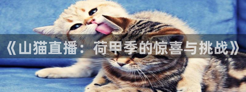 《山猫直播：荷甲季的惊喜与挑战》